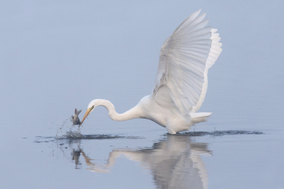 <i class='fa fa-user'></i> vanmarle |   Grote Zilverreiger  <i class='fa fa-eye'> 655</i>  <i class='fa fa-thumbs-up'> 18</i>   <i class='fa fa-comment-o'> 26</i>