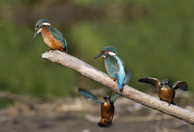 <i class='fa fa-user'></i> Gejo Wassink |   IJsvogel  <i class='fa fa-eye'> 519</i>  <i class='fa fa-thumbs-up'> 2</i>   <i class='fa fa-comment-o'> 21</i>