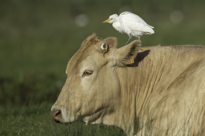 In Strijen worden regelmatig Koereigers gespot dus weer eens op goed geluk die richting op gereden, we hadden geluk dat de koeien vlak langs het hek stonden
en al snel zagen we de eerst koereiger al lopen.leuk dat die ook nog even boven op de koe ging staan.