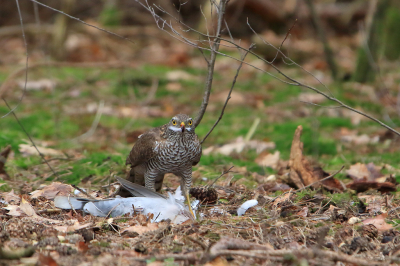 nadat de duif tegen ons raam vloog opgejaagd door de sperwer, nam hij hem mee het bos in achter ons huis,heel voorzichtig kortbij gekropen...
kon nog net twee keer knippen en weg was hij met de duif verder het bos in...
dat was dus een mazzel voor mij ...niet voor de duif