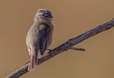 <i class='fa fa-user'></i> charlysax |   Zilverbrauwtiran  <i class='fa fa-eye'> 171</i>  <i class='fa fa-thumbs-up'> 4</i>   <i class='fa fa-comment-o'> 5</i>