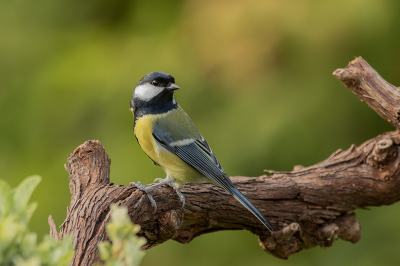 Onze buren waren maandenlang aan het verbouwen en waren er weinig vogels te zien. Na deze maanden de macrolens veelvuldig te hebben gebruikt, heb ik vandaag de telelens weer opgeschroefd. Vanuit een tuinhuis heb ik deze koolmees vanaf statief gefotografeerd.