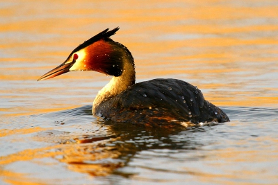 In de avond bij polder ijdoorn