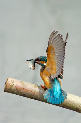 Nikon D2h, 500 mm f4