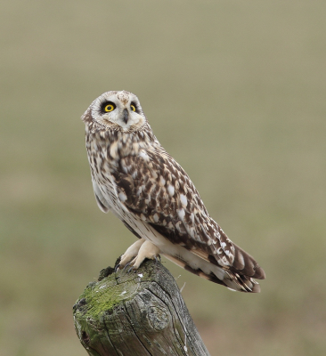 <i class='fa fa-user'></i> horneman69 |   Velduil  <i class='fa fa-eye'> 437</i>  <i class='fa fa-thumbs-up'> 9</i>   <i class='fa fa-comment-o'> 9</i>