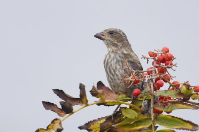 <i class='fa fa-user'></i> Gerard Visser |   Amerikaanse Roodmus  <i class='fa fa-eye'> 176</i>  <i class='fa fa-thumbs-up'> 1</i>   <i class='fa fa-comment-o'> 4</i>