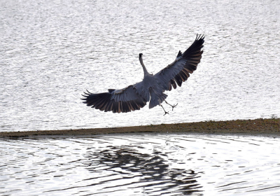 Bij het vogelmeer kwam deze blauwe reiger landen. Met die gespreide vleugels en zo scheef hangend, vond ik het al met al een bijzonder plaatje.