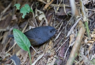 <i class='fa fa-user'></i> charlysax |   Muistapaculo  <i class='fa fa-eye'> 153</i>  <i class='fa fa-thumbs-up'> 3</i>   <i class='fa fa-comment-o'> 3</i>