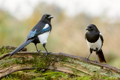 <i class='fa fa-user'></i> FransvanBoxtel |   Ekster  <i class='fa fa-eye'> 236</i>   <i class='fa fa-comment-o'> 2</i>