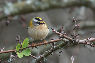 <i class='fa fa-user'></i> hjstukker |   Vuurgoudhaan  <i class='fa fa-eye'> 350</i>  <i class='fa fa-thumbs-up'> 5</i>   <i class='fa fa-comment-o'> 5</i>