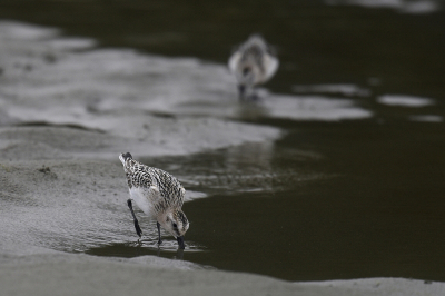<i class='fa fa-user'></i> Gerard Visser |   Drieteenstrandloper  <i class='fa fa-eye'> 222</i>  <i class='fa fa-thumbs-up'> 6</i>   <i class='fa fa-comment-o'> 12</i>