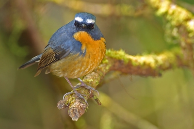 Size: 11cm Habitat: evergreen forests from 800m to the highest summits Uncommon to fairly common resident

It is quite easy to see this bird in the summit of this mountain, Doi Inthanond National Park. Thank you for coming and your comments.

Taken with EOS 20D with EF 400 F2.8L, at F 5.6, 1/125 ISO 100 and fill-in the light by 580 ex