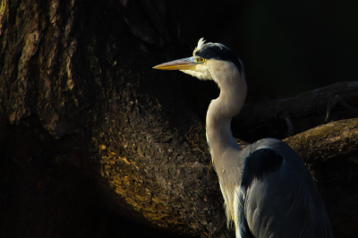 <i class='fa fa-user'></i> Vincent Vuik |   Blauwe Reiger  <i class='fa fa-eye'> 309</i>  <i class='fa fa-thumbs-up'> 17</i>   <i class='fa fa-comment-o'> 24</i>