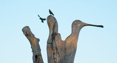 Achter het museum in het dorp Vlieland staat een dode boom waarin lepelaars zijn uitgehakt. Tegen het vallen van de avond spelen daar vaak een paar kauwtjes.
Altijd slepen met die camera, maar net niet als je zoiets ziet, dus nog eens terug en ja hoor ong dezelfde tijd.