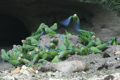 <i class='fa fa-user'></i> Henk Baptist |   Kobaltvleugelparkiet  <i class='fa fa-eye'> 238</i>  <i class='fa fa-thumbs-up'> 1</i>   <i class='fa fa-comment-o'> 4</i>