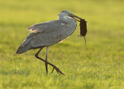 Het schonen van de sloten trekt altijd veel vogels aan. Deze reiger had een woelrat te pakken gekregen en zocht een rustig plekje om die te verorberen.