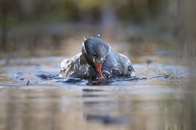 <i class='fa fa-user'></i> Bert Ooms |   Waterral  <i class='fa fa-eye'> 334</i>  <i class='fa fa-thumbs-up'> 7</i>   <i class='fa fa-comment-o'> 6</i>