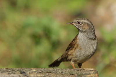 krijg deze schuwe vogel niet zo gauw voor de lens, daarom heel blij dat hij heel even bleef staan...