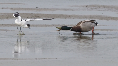 Een paartje kluten had jongen in Utopia op Texel. Kennelijk vonden ze dat de Wilde Eend een gevaar vormde. Geconfronteerd met de grote eend was de overtuiging echter niet zo groot meer...