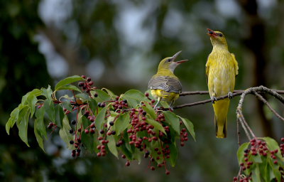 <i class='fa fa-user'></i> Ido |   Wielewaal  <i class='fa fa-eye'> 632</i>  <i class='fa fa-thumbs-up'> 28</i>   <i class='fa fa-comment-o'> 22</i>