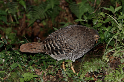 <i class='fa fa-user'></i> Louis56 |   Bonte Frankolijn  <i class='fa fa-eye'> 188</i>   <i class='fa fa-comment-o'> 3</i>