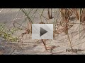 Vijfde veldwaarneming van deze soort voor Belgi, weinig foto's of filmpjes van deze soort te vinden op Birdpix. Vind dit filmpje wel een mooie aanvulling.