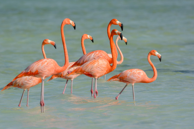 <i class='fa fa-user'></i> FransvanBoxtel |   Caribische Flamingo  <i class='fa fa-eye'> 299</i>  <i class='fa fa-thumbs-up'> 6</i>   <i class='fa fa-comment-o'> 7</i>