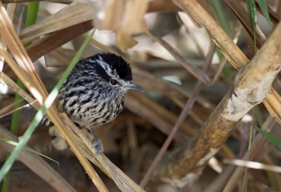 <i class='fa fa-user'></i> charlysax |   Okerstuitmiervogel  <i class='fa fa-eye'> 192</i>  <i class='fa fa-thumbs-up'> 2</i>   <i class='fa fa-comment-o'> 6</i>