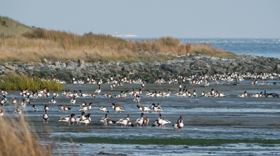 Links van de hut bij Dodemansbol loopt een zoetwater kreek in het wad.
Honderden bergeenden kwamen er op af. Het hele wad was overigens bekleed met bergeenden, duizenden ( gelukkig nog ).