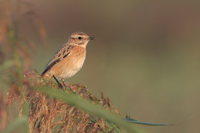 <i class='fa fa-user'></i> Peter Boltjes |   Paapje  <i class='fa fa-eye'> 324</i>  <i class='fa fa-thumbs-up'> 8</i>   <i class='fa fa-comment-o'> 8</i>