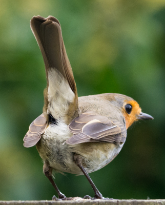 Roodborst van achteren gezien, opname in eigen tuin vanaf statief.