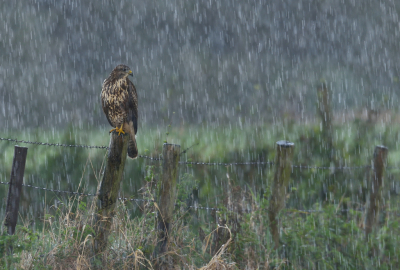 <i class='fa fa-user'></i> Ido |   Buizerd  <i class='fa fa-eye'> 522</i>  <i class='fa fa-thumbs-up'> 23</i>   <i class='fa fa-comment-o'> 18</i>