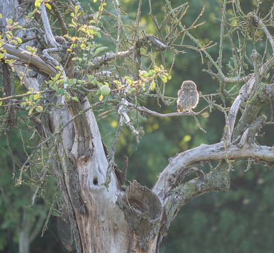 <i class='fa fa-user'></i> Jurgen Maassen |   Steenuil  <i class='fa fa-eye'> 505</i>  <i class='fa fa-thumbs-up'> 7</i>   <i class='fa fa-comment-o'> 14</i>