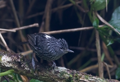 <i class='fa fa-user'></i> charlysax |   Temmincks Miervogel  <i class='fa fa-eye'> 142</i>  <i class='fa fa-thumbs-up'> 2</i>   <i class='fa fa-comment-o'> 5</i>