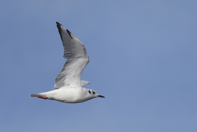 <i class='fa fa-user'></i> Gerard Visser |   Kleine Kokmeeuw  <i class='fa fa-eye'> 191</i>   <i class='fa fa-comment-o'> 4</i>