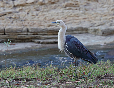 <i class='fa fa-user'></i> Theo Hendriks |   Withalsreiger  <i class='fa fa-eye'> 200</i>  <i class='fa fa-thumbs-up'> 4</i>   <i class='fa fa-comment-o'> 5</i>