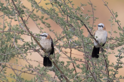 <i class='fa fa-user'></i> Paul van Giersbergen |   Naaktwangbabbelaar  <i class='fa fa-eye'> 275</i>  <i class='fa fa-thumbs-up'> 4</i>   <i class='fa fa-comment-o'> 8</i>