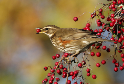 <i class='fa fa-user'></i> Gejo Wassink |   Koperwiek  <i class='fa fa-eye'> 416</i>  <i class='fa fa-thumbs-up'> 14</i>   <i class='fa fa-comment-o'> 15</i>