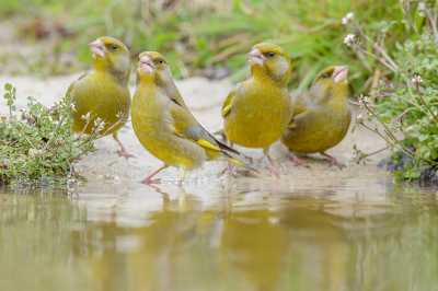 <i class='fa fa-user'></i> FransvanBoxtel |   Groenling  <i class='fa fa-eye'> 345</i>  <i class='fa fa-thumbs-up'> 1</i>   <i class='fa fa-comment-o'> 11</i>