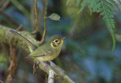 <i class='fa fa-user'></i> charlysax |   Oustalets Looftiran  <i class='fa fa-eye'> 211</i>   <i class='fa fa-comment-o'> 6</i>