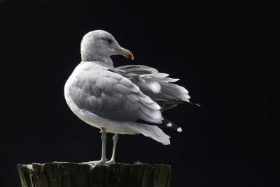 <i class='fa fa-user'></i> Gerard Visser |   Prairiemeeuw  <i class='fa fa-eye'> 199</i>   <i class='fa fa-comment-o'> 12</i>