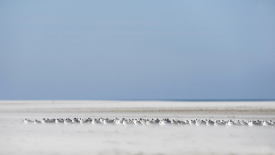 <i class='fa fa-user'></i> Bert Ooms |   Drieteenstrandloper  <i class='fa fa-eye'> 363</i>  <i class='fa fa-thumbs-up'> 11</i>   <i class='fa fa-comment-o'> 10</i>