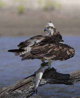 <i class='fa fa-user'></i> Ben Reitsma |   Visarend  <i class='fa fa-eye'> 497</i>  <i class='fa fa-thumbs-up'> 18</i>   <i class='fa fa-comment-o'> 14</i>