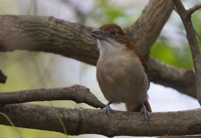 <i class='fa fa-user'></i> charlysax |   Grote Mierklauwier  <i class='fa fa-eye'> 154</i>   <i class='fa fa-comment-o'> 4</i>