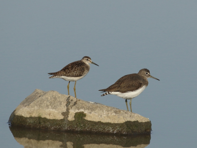 <i class='fa fa-user'></i> honderwa |   Witgat  <i class='fa fa-eye'> 263</i>  <i class='fa fa-thumbs-up'> 1</i>   <i class='fa fa-comment-o'> 2</i>