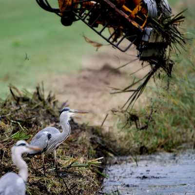 <i class='fa fa-user'></i> janvangastel |   Blauwe Reiger  <i class='fa fa-eye'> 274</i>   <i class='fa fa-comment-o'> 3</i>