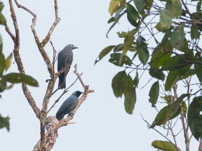 <i class='fa fa-user'></i> Paul van Giersbergen |   Witteugelrupsvogel  <i class='fa fa-eye'> 136</i>   <i class='fa fa-comment-o'> 1</i>