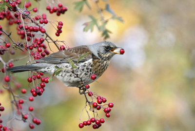 <i class='fa fa-user'></i> Gejo Wassink |   Kramsvogel  <i class='fa fa-eye'> 406</i>  <i class='fa fa-thumbs-up'> 23</i>   <i class='fa fa-comment-o'> 16</i>