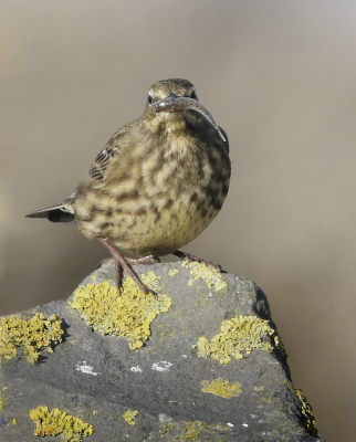 <i class='fa fa-user'></i> Ben Reitsma |   Oeverpieper  <i class='fa fa-eye'> 247</i>  <i class='fa fa-thumbs-up'> 3</i>   <i class='fa fa-comment-o'> 6</i>