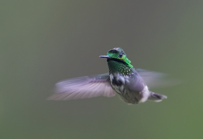 <i class='fa fa-user'></i> charlysax |   Gepluimde Koketkolibrie  <i class='fa fa-eye'> 313</i>  <i class='fa fa-thumbs-up'> 20</i>   <i class='fa fa-comment-o'> 16</i>